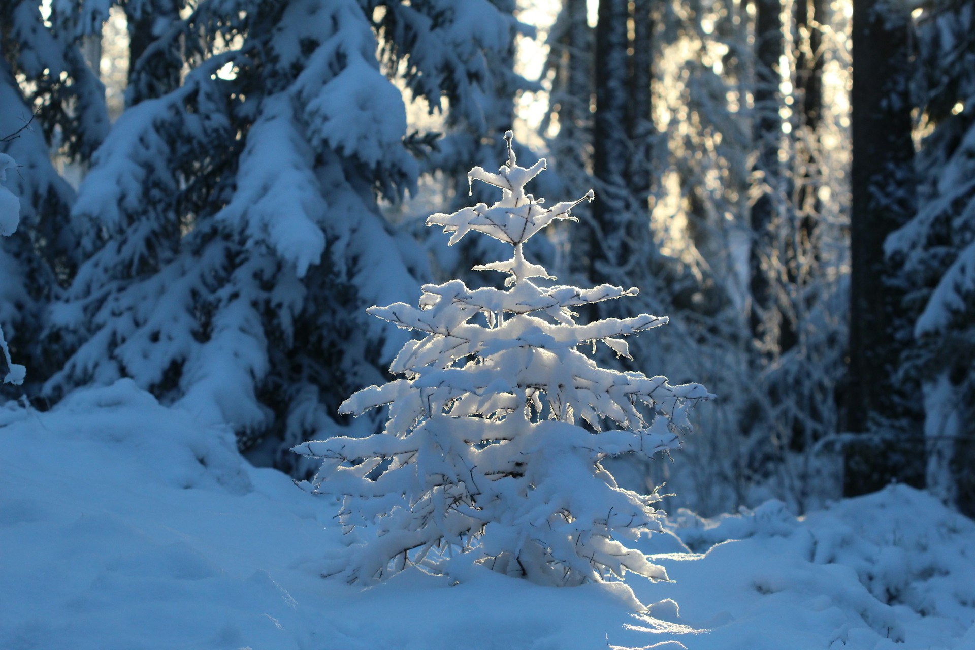 December – Fed sänkte räntan